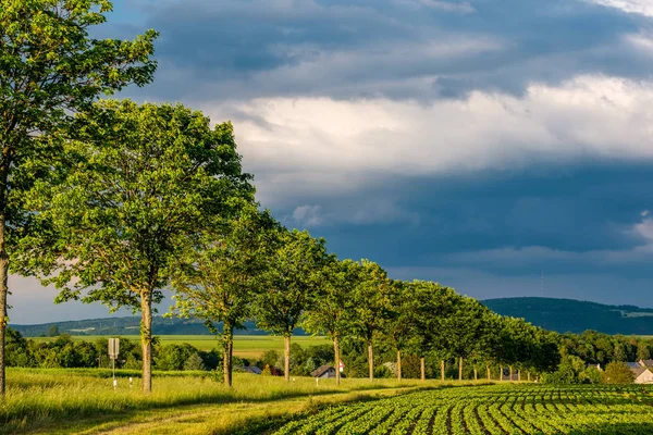 Righe di piante verdi su campo fertile — Foto Stock