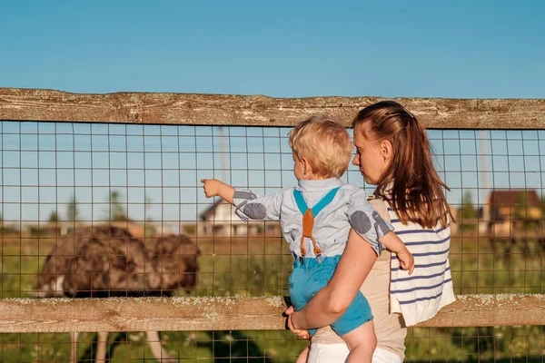 Kadın ve çocuk devekuşları seyir