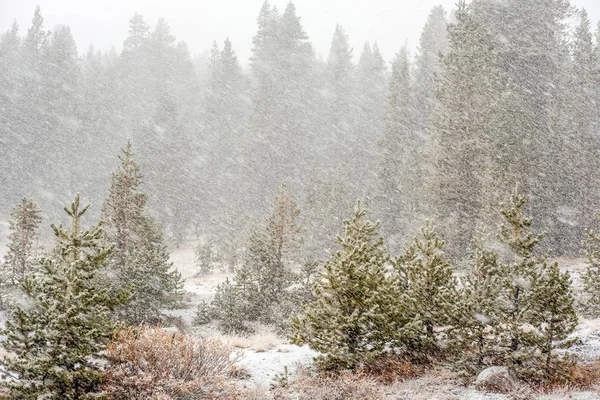 Снігові покриті дерева в парку — стокове фото