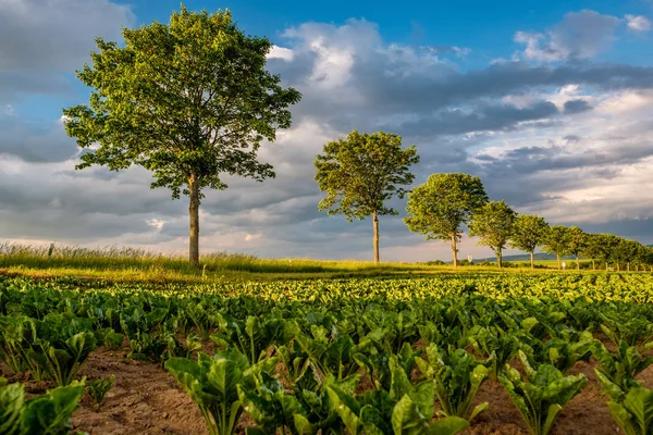 フィールド上の植物の行 — ストック写真