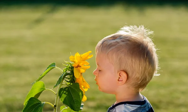Baby boy looking at sunflower — Stock Photo, Image