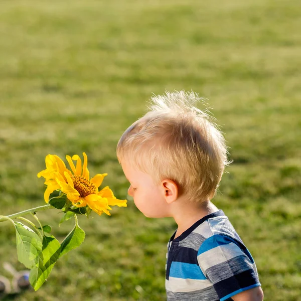 Junge schaut Sonnenblume an — Stockfoto