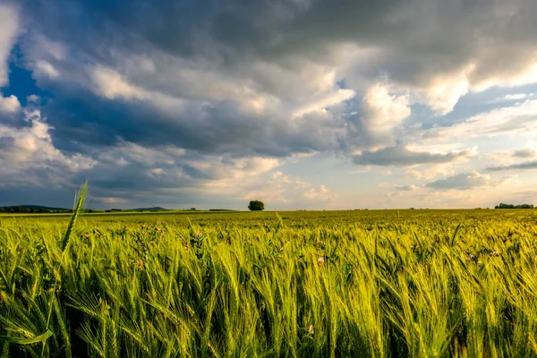 Grüne Wiese bei warmem Sonnenschein. — Stockfoto