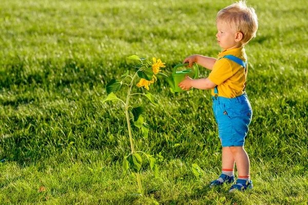 Bambino ragazzo irrigazione girasole — Foto Stock