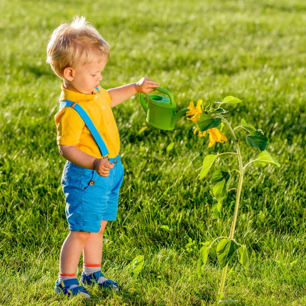 Junge benutzt Gießkanne für Sonnenblume — Stockfoto