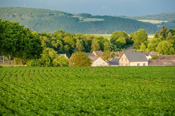 Reihen grüner Pflanzen auf fruchtbarem Feld. — Stockfoto