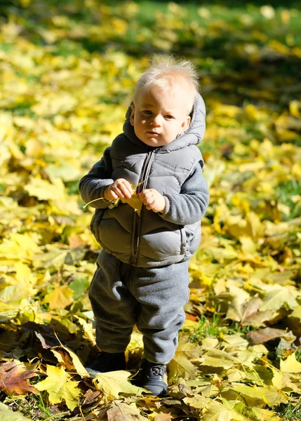 Sarı akçaağaç yaprağı çocukla