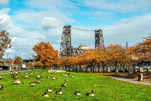 Gansos sobre hierba en el parque de otoño — Foto de Stock