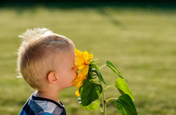 Маленький хлопчик дивиться на соняшник — стокове фото