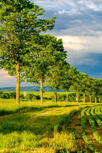 Lignes de jeunes plantes vertes — Photo