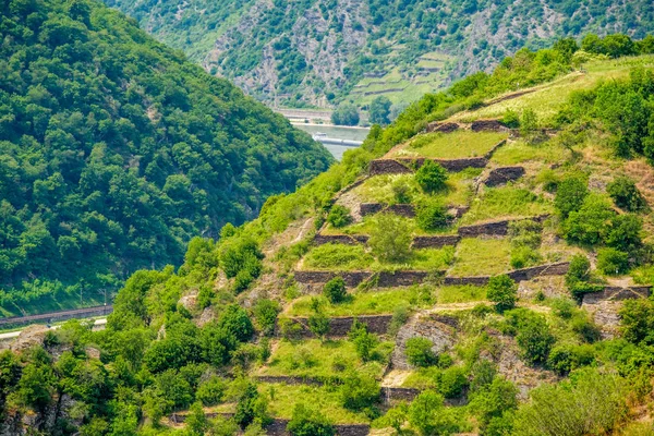 Viñedos en el valle del Rin — Foto de Stock