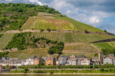 Ren Vadisi, üzüm bağları