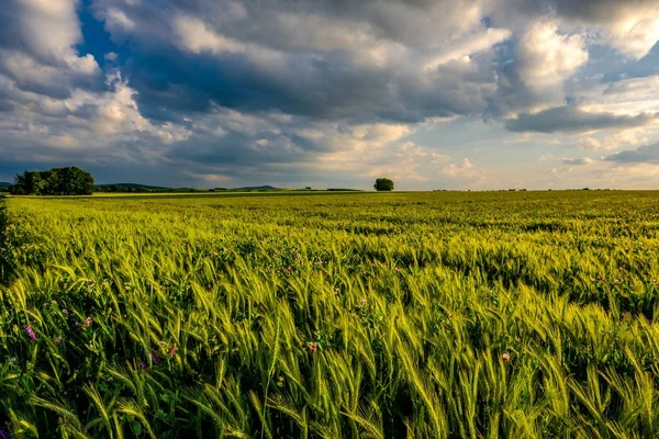 Green wheat field — Stock Photo, Image