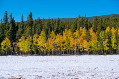 İlk kar ve sonbaharda ağaçlar