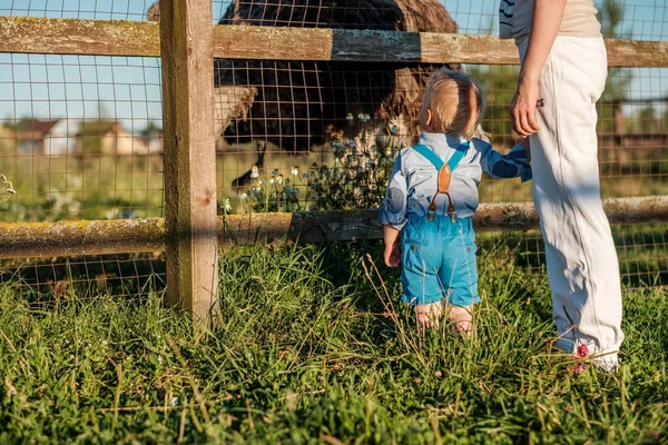 Vrouw en kind kijken naar struisvogel — Stockfoto