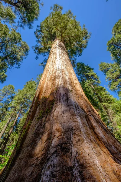 Παλιό δέντρο Sequoia — Φωτογραφία Αρχείου