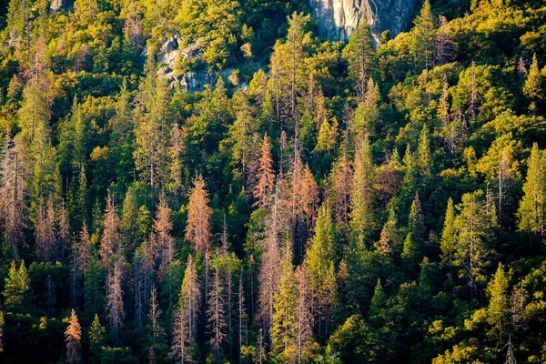 Yosemite Ulusal Parkı — Stok fotoğraf