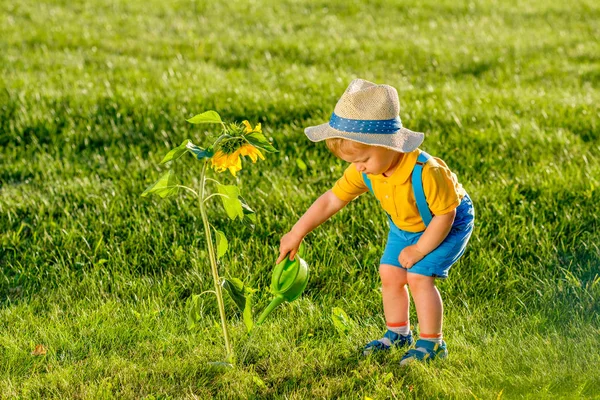 Bambino ragazzo irrigazione girasole — Foto Stock
