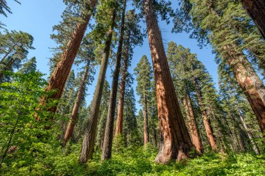 Sequoia tree in Calaveras State Park clipart