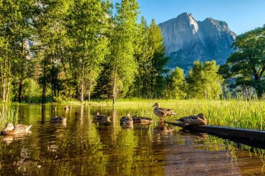 Yosemite Ulusal Parkı 