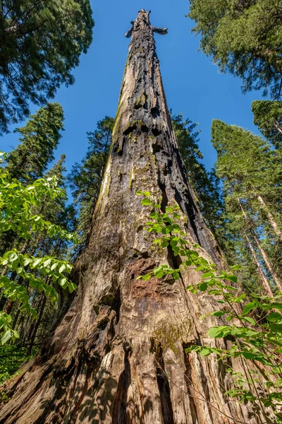 Árbol de secuoya muerto — Foto de Stock