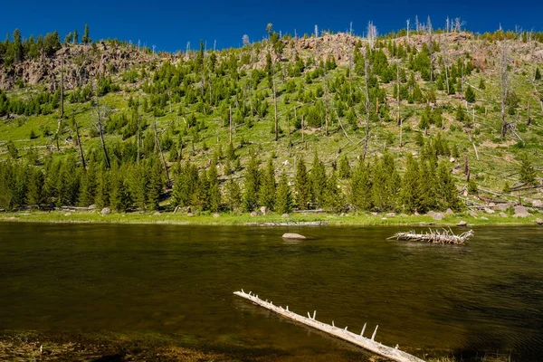 Madison River in Yellowstone — Stock Photo, Image