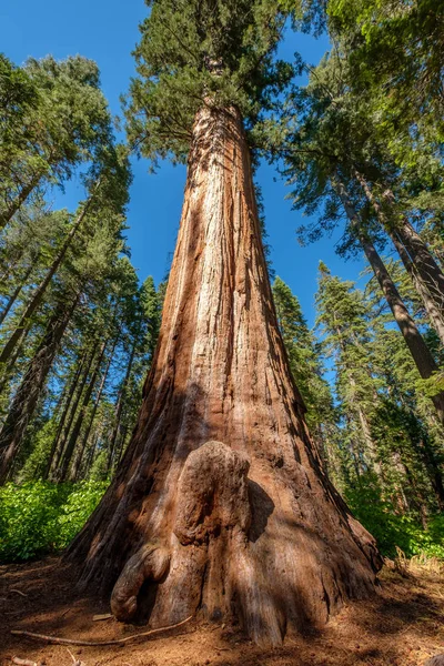 Régi Sequoia fa — Stock Fotó