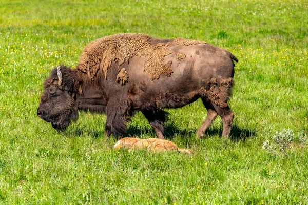 Yellowstone'da Amerikan bizonu — Stok fotoğraf