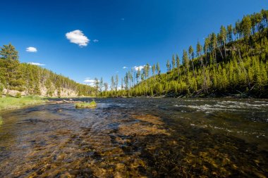 Madison River, Yellowstone Milli Parkı