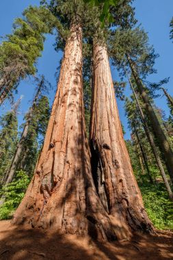 Sekoya ağacı Calaveras büyük ağaçlar State Park içinde. California, Amerika Birleşik Devletleri.