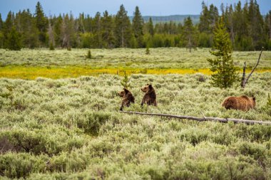 Kuzey Amerika boz ayısı Yellowstone Milli Parkı, Wyoming, ABD