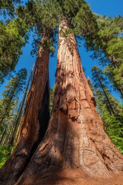 Sekoya ağacı Calaveras büyük ağaçlar State Park içinde. California, Amerika Birleşik Devletleri.