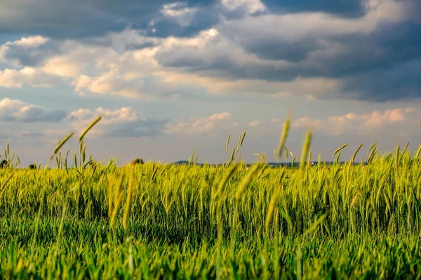 Grünes Weizenfeld Warmer Sonne Unter Dramatischem Himmel Frische Leuchtende Farben — Stockfoto