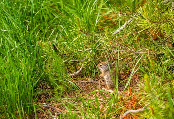 Uinta ground squirrel — Stock Photo, Image