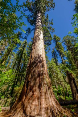Sekoya ağacı Calaveras büyük ağaçlar State Park içinde. California, Amerika Birleşik Devletleri.