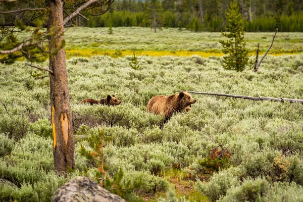 美国怀俄明州黄石国家公园的灰熊 — 图库照片