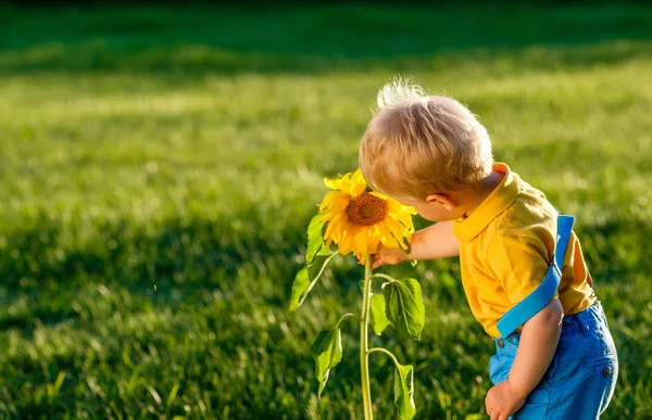 Portrait Toddler Child Outdoors Rural Scene Baby Boy Looking Sunflower — Stock Photo, Image