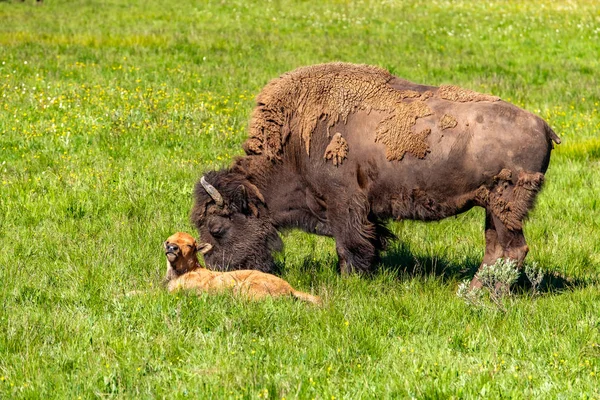 Семья Американских Бизонов Йеллоустонском Национальном Парке Вайоминг Сша — стоковое фото