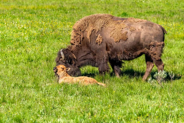 美国野牛家庭在黄石国家公园 怀俄明州 — 图库照片