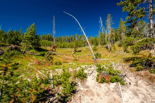 Forest Yellowstone National Park Wyoming Usa — Stock Photo, Image
