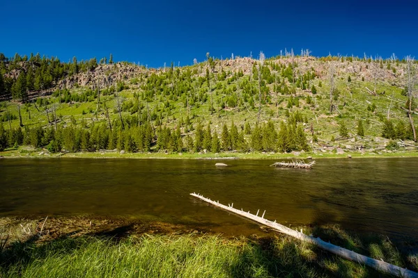 Madison River Cerca West Yellowstone Yellowstone National Park Wyoming Estados — Foto de Stock