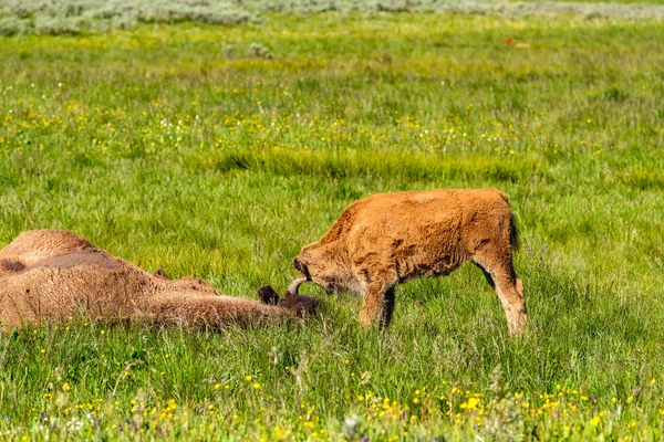 Amerikan Bizonu Ailesi Yellowstone Milli Parkı Wyoming Abd — Stok fotoğraf