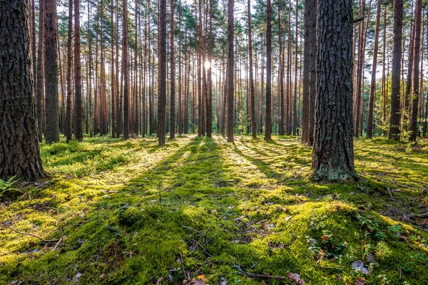 Temprano Mañana Con Amanecer Bosque Pinos — Foto de Stock