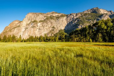 Çayırda yosemite Milli Parkı  