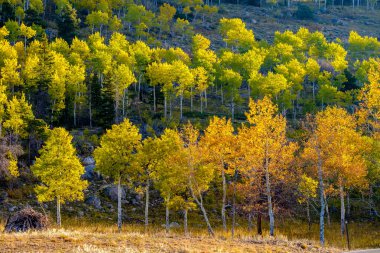 Rocky Dağı Milli Parkı'nda kavak grove sonbahar. Colorado, ABD. 