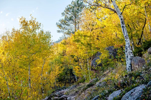 Rocky Dağı Milli Parkı Nda Kavak Grove Sonbahar Colorado Abd — Stok fotoğraf