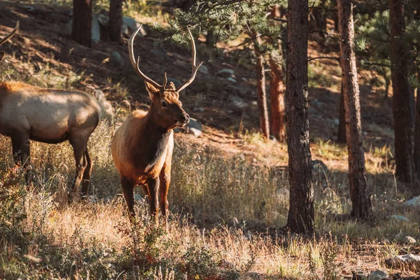 Alce Parque Nacional Las Montañas Rocosas Colorado Estados Unidos —  Fotos de Stock