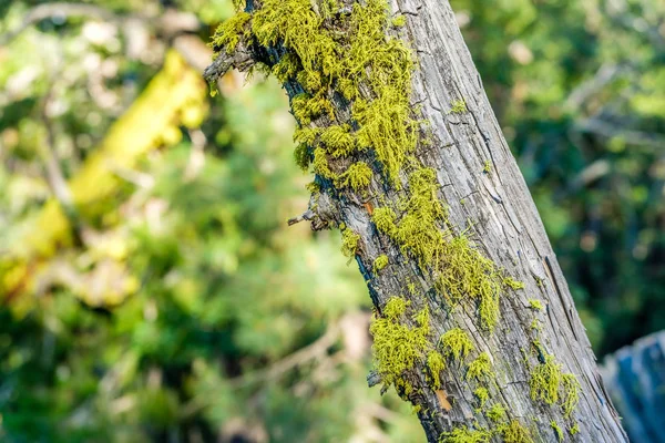 Лес Национальном Парке Йосемити Калифорния Сша — стоковое фото