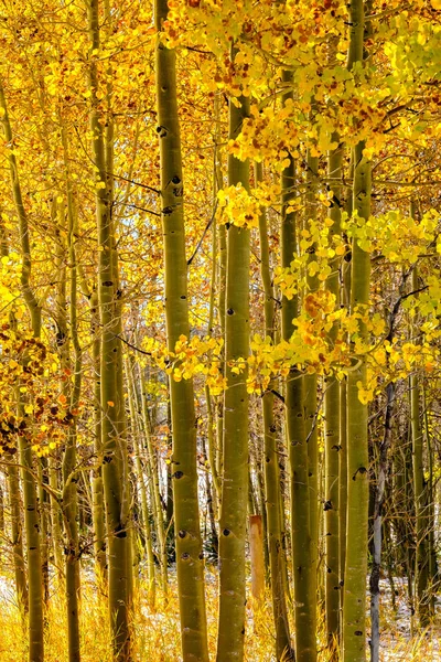 Säsongen Förändras Första Snön Och Hösten Aspen Träd Colorado Usa — Stockfoto