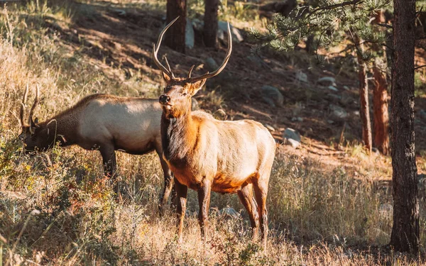 Elks Rocky Mountain National Park Colorado Estados Unidos —  Fotos de Stock